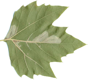 Mine of Phyllonorycter platani on Platanus acerifolia